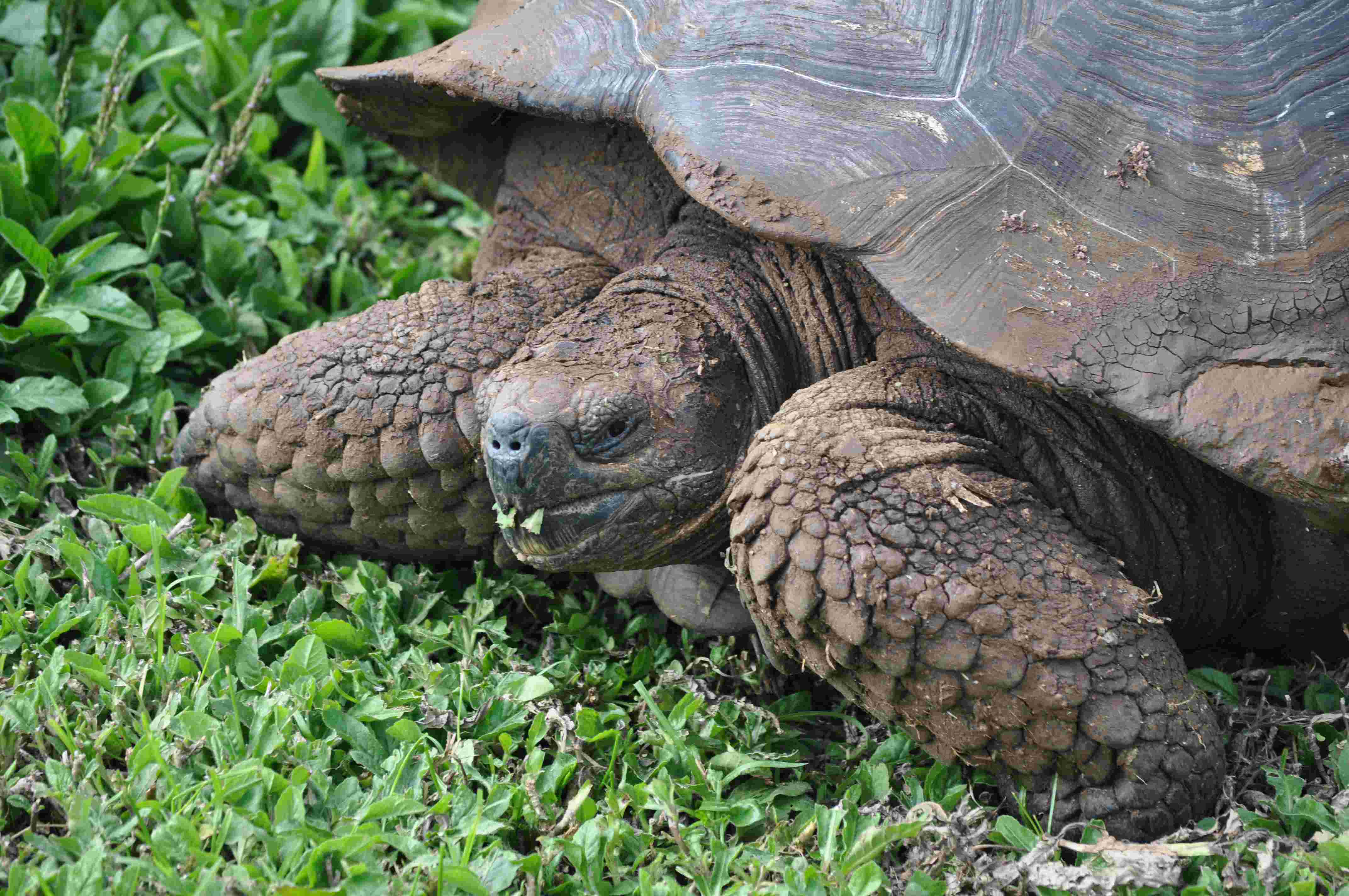 Reisevortrag Ecuador & Galapagos